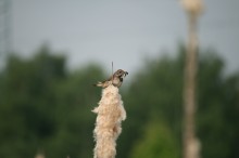 Blaukehlchen, Foto: Max Mustermann