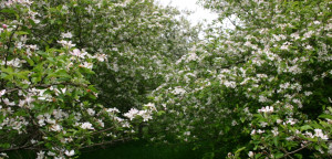 Apfelbäume in Moorburg