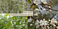 Blüten von Birne, Kirsche, Traubenkirsche und Schlehe
