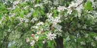 Apfelbäume am Jakobsberg in Blüte