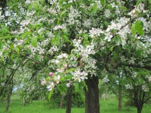 Apfelbäume am Jakobsberg in Blüte