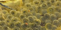 Froschlaich - einige Kaulquappen sind schon geschlüpft