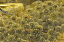Froschlaich - einige Kaulquappen sind schon geschlüpft