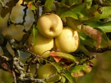 Die Äpfel sind reif: Golden Deilcious am Jaobsberg