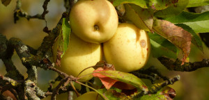 Die Äpfel sind reif: Golden Deilcious am Jaobsberg