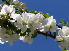 Apfelblüte im Mai
